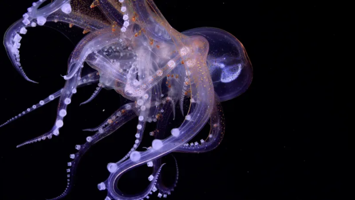 A glass octopus sighting hetro solutions