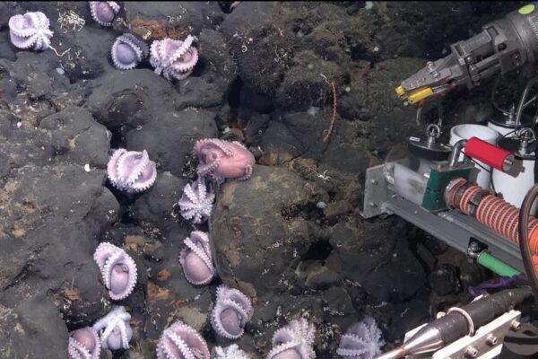 Brooding octopuses New species Discoverd hetro solutions