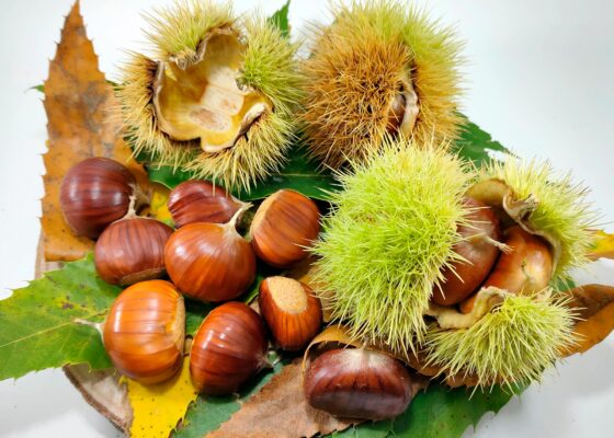 Unexpected Genetic Rift: Significant Variations Between Chinese and American Chestnuts Hetrosolutions