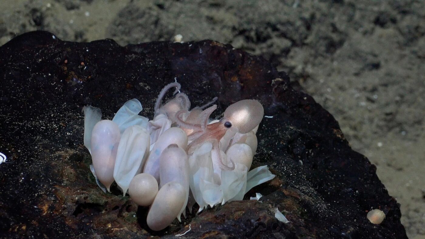 Newly Discovered Deep-Sea Octopus and Its Adorable Alien Children hetro solutions
